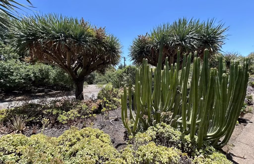 Spiny Forest Trek