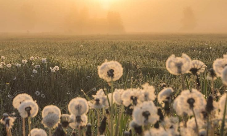 Dreamy Finnish Summer Days