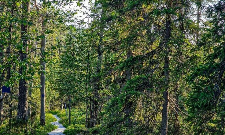 The Journey of a Sky Seeker_ Northern Sallatunturi in Salla National Park _ FinnishPassports
