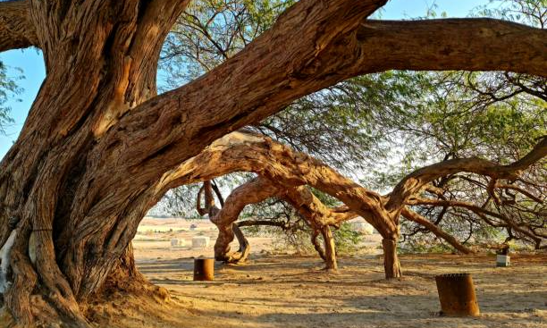 istockphoto-2148063397-612x612