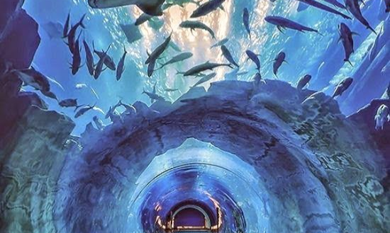 8d50f058cc58678a99b306ba7668f292_batcheditor_fotor