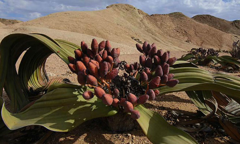 Welwitschia-mirabilis2