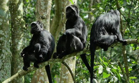 black-monkey_batcheditor_fotor