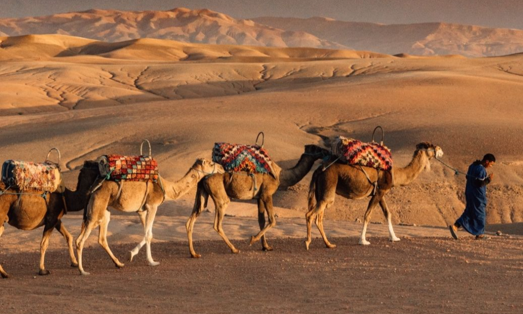 d2e4c40dd5af1edddddd477545203630_batcheditor_fotor