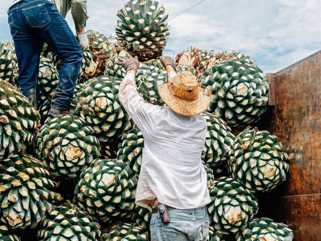 Confront the Smoky Genesis of the Mezcal Spirit