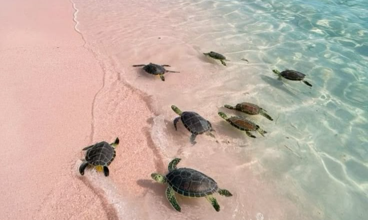 bd366a4b6f9aaa16f1315317d266c663_batcheditor_fotor