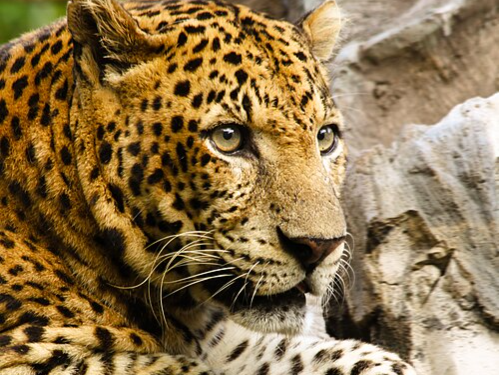 Command the Wild from a Private Tanzanian Safari Camp