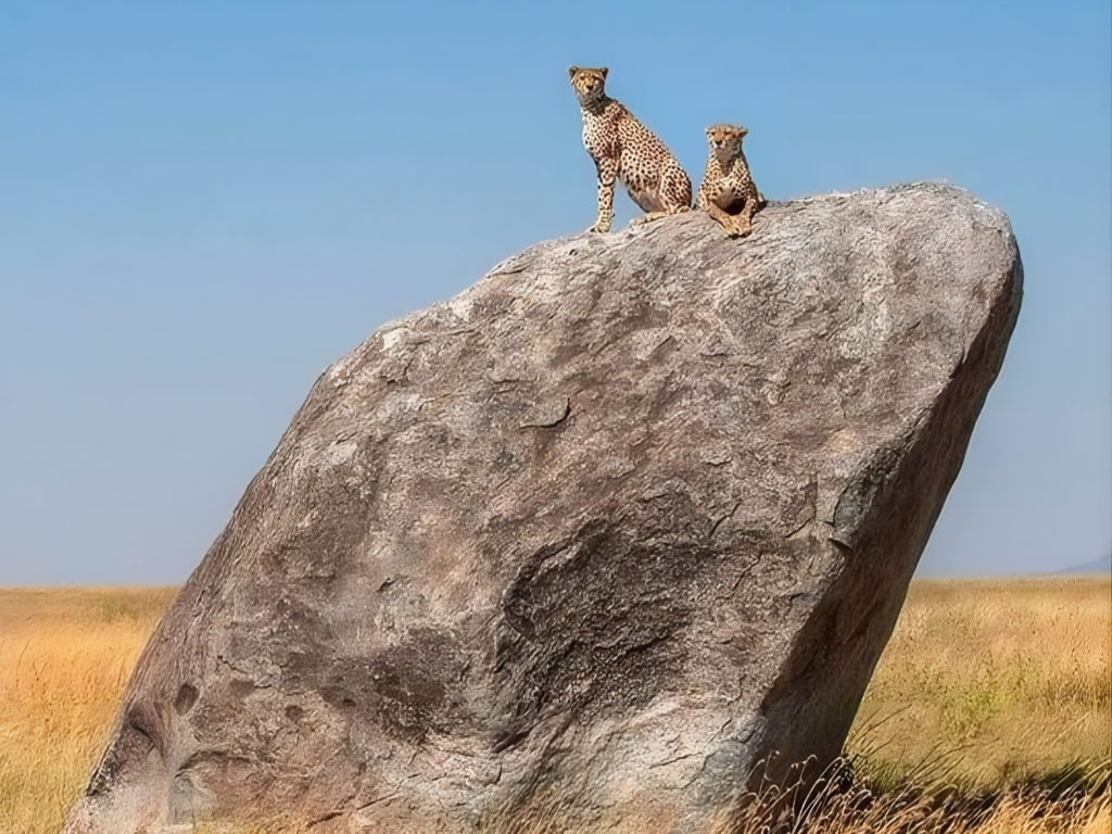 Discover Cheetah’s Rock