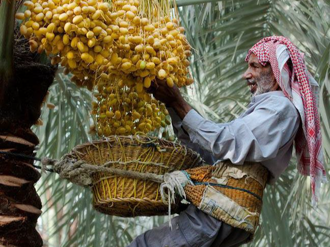 Ancient Harvest Tactics in the Sacred Date Palms