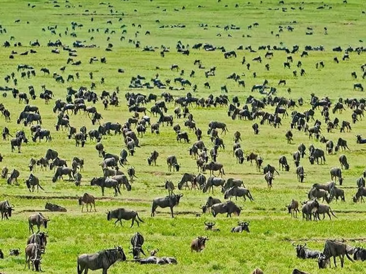 Follow the Great Migration from a Private Serengeti Retreat
