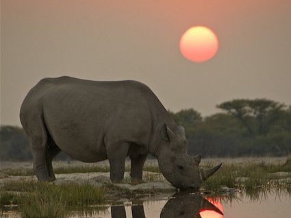 Private Mission within A Rhino Conservation Hangar