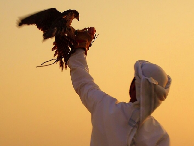 The Ancient Art of the Skies: Arabian Falconry