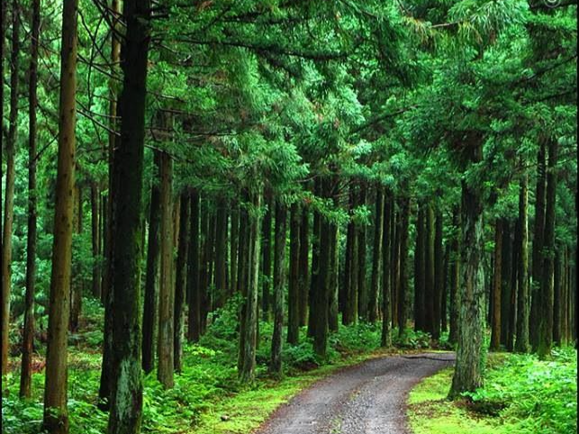 Wander the Ancient Bijarim Forest of Jeju in Private Calm