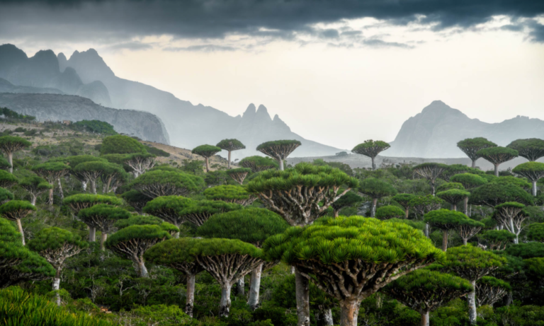 Drachenblutbaumwald_Firmihin_Socotra_Jemen