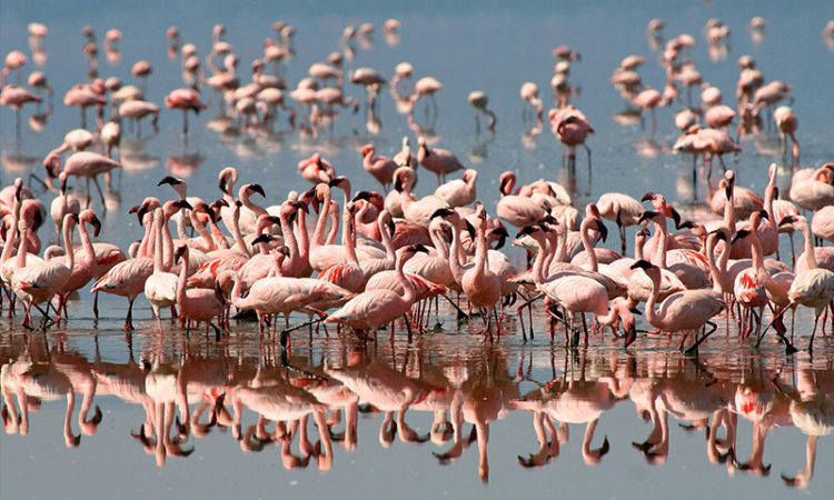 adventour-ngorongoro-flamingos-tanzania-lux-orient