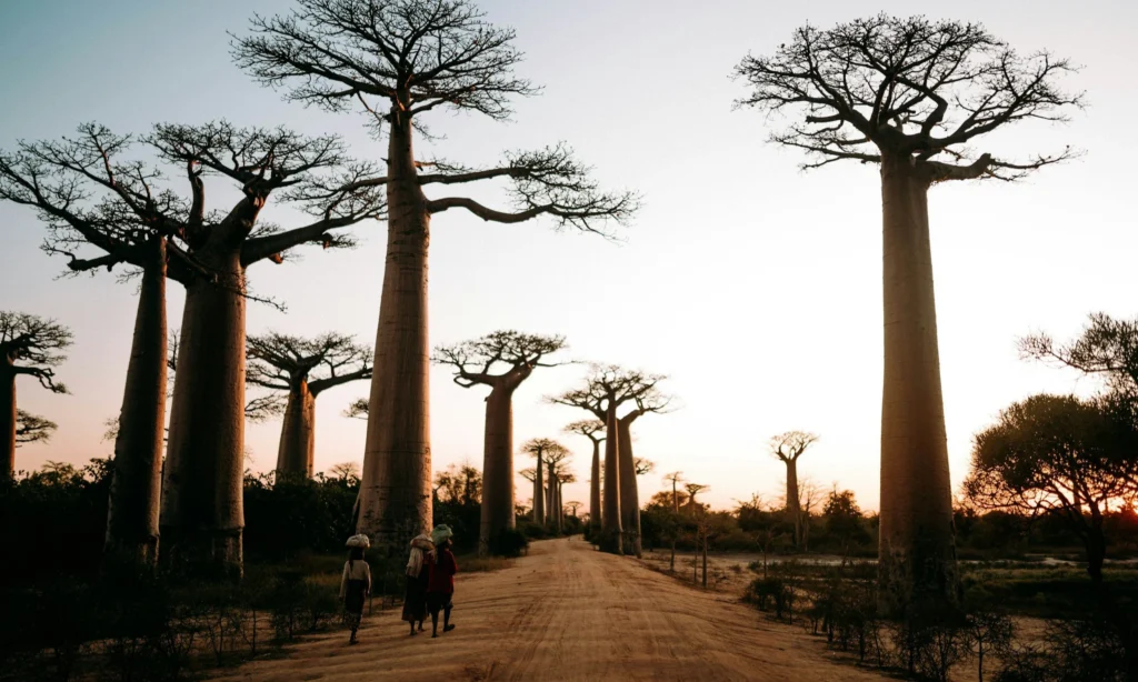 baobab-trees-tarangire-national-park-tanzania-lux-orient