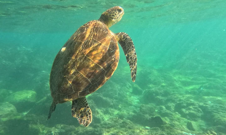 A scuba diver swimming closely alongside a wild green sea turtle over pristine hard corals in the clear turquoise waters of Dihamri Sanctuary on Socotra Island, Yemen, during an exclusive private luxury dive trip with Lux Orient.