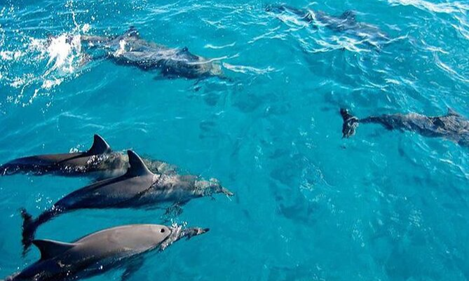 doplhin-watching-at-mnemba-sandbak-zanzibar-lux-orient