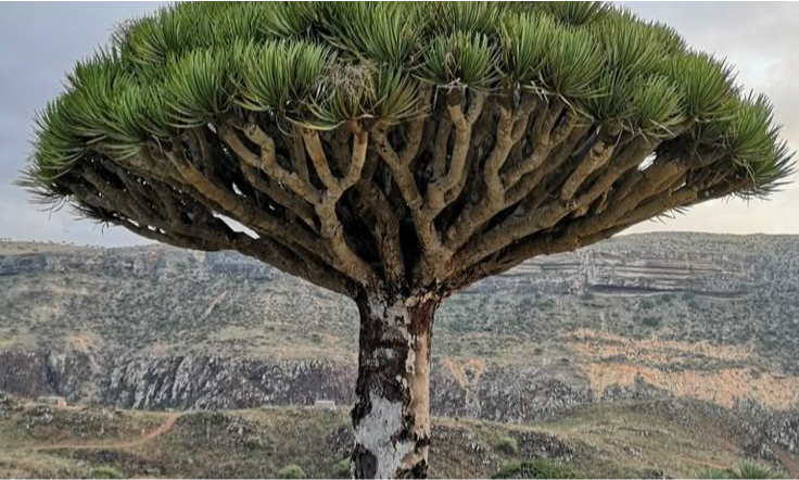 dragon-blood-socotra-yemen-lux-orient