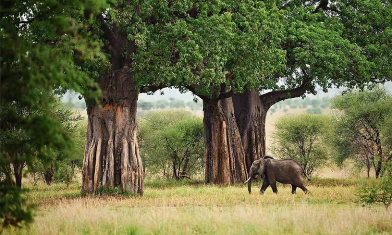 elephant-sightseeing-tarangire-national-park-tanzania-lux-orient