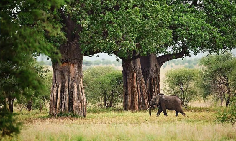 elephant-sightseeing-tarangire-national-park-tanzania-lux-orient