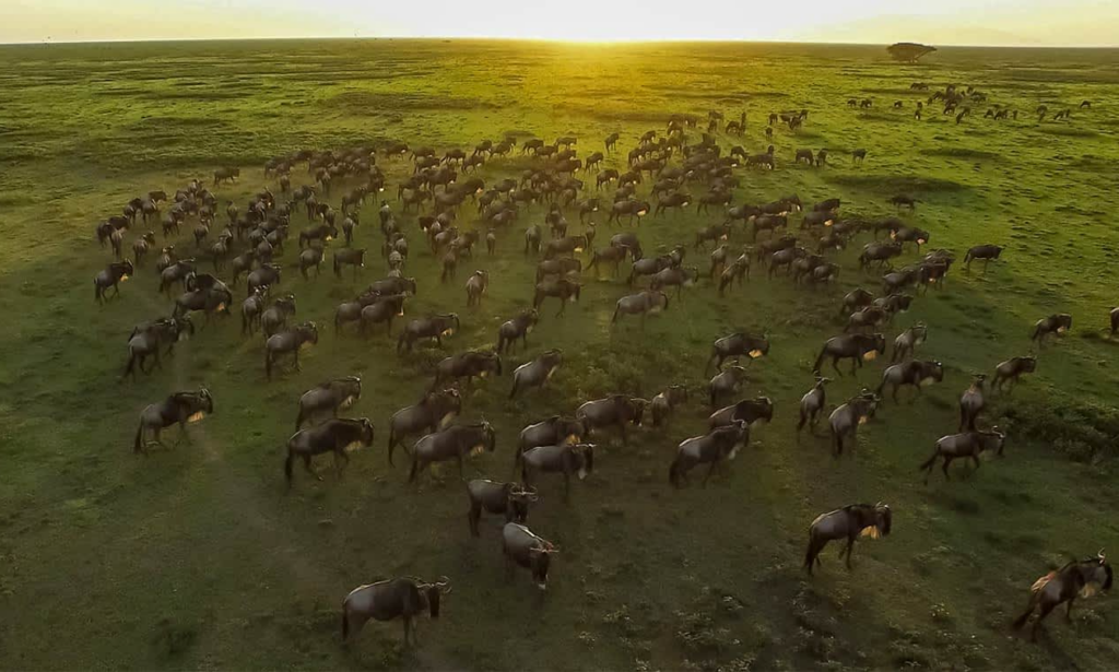 great-migration-serengeti-tanzania-lux-orient