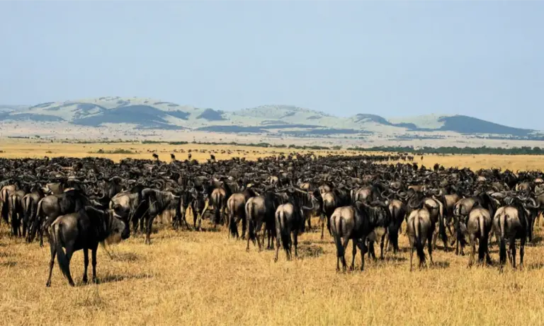 great-migration-serengti-national-park-tanzania-lux-orient