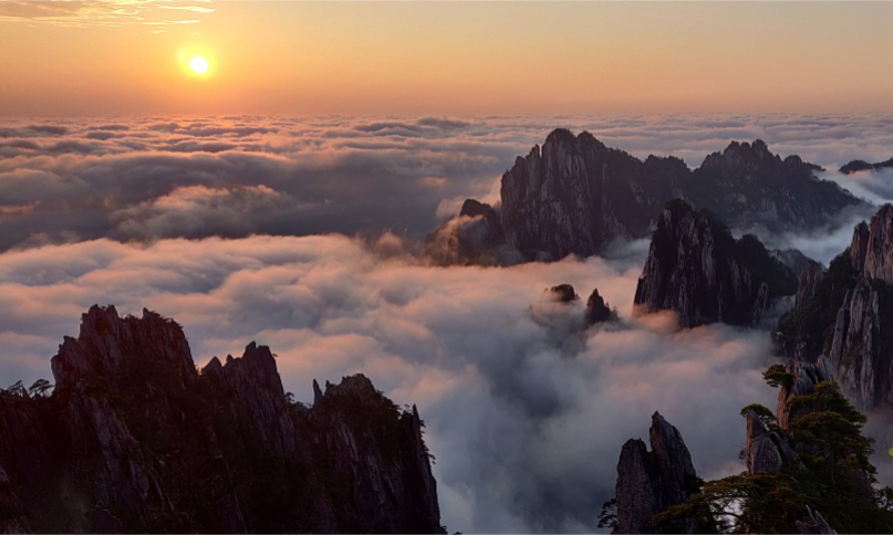 A dense, white sea of clouds flowing gracefully around the sharp mountain peaks and ancient twisted pine trees of Huangshan under a golden sunrise, during an exclusive private luxury tour with Lux Orient.