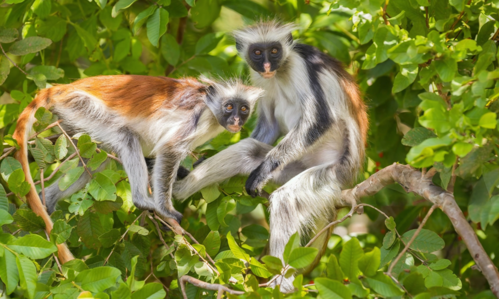 Zanzibar-luxury-escape-11-days/