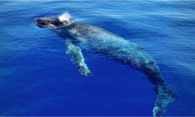 A majestic humpback whale breaching out of the deep blue Indian Ocean next to a luxury private yacht charter on a scenic marine safari cruise in La Réunion, during an exclusive VIP tour with Lux Orient.