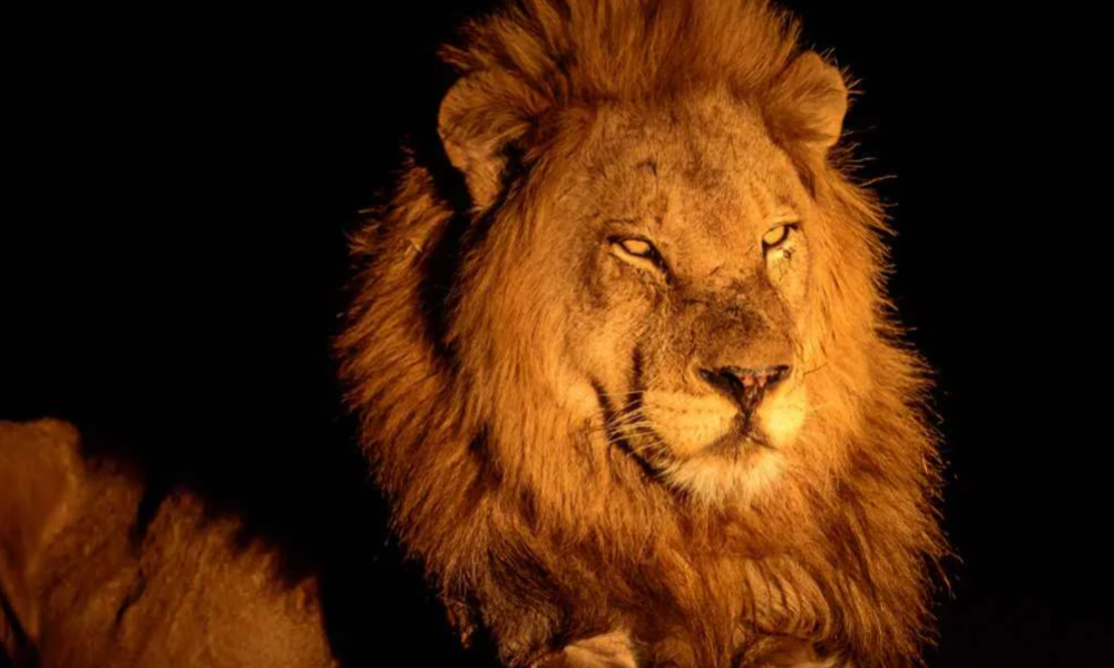 lion-night-game-drive-tarangire-tanzania-lux-orient
