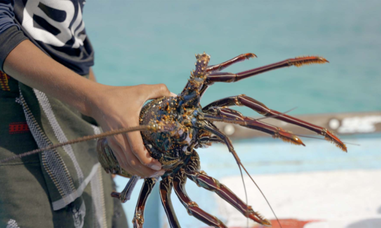 lobster-traveling-socotra-1