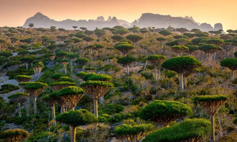 The Dragon’s Blood Sanctuary: Primal Isolation & Marine Sovereignty in Socotra, Yemen