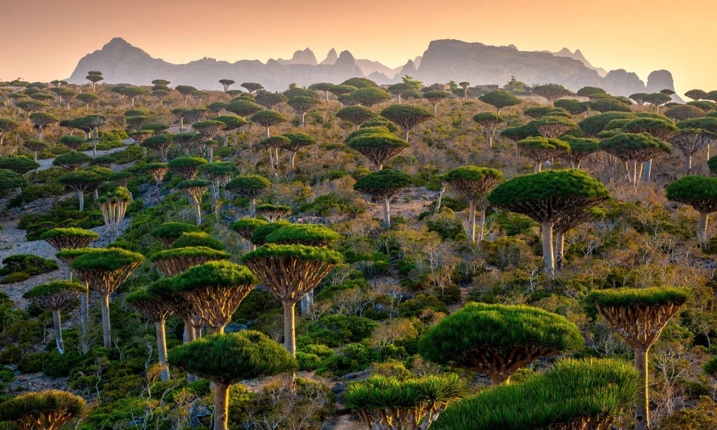 A breathtaking hillside view across the ancient Fermihin Forest completely densely populated by unique umbrella-shaped Dragon's Blood trees on Socotra Island, Yemen, during an exclusive private luxury expedition with Lux Orient.