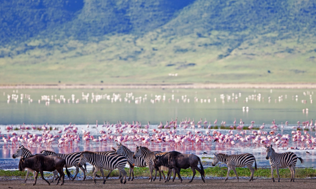 ngorongoro-crater-floor-teaming-with-game-tanzania-lux-orient