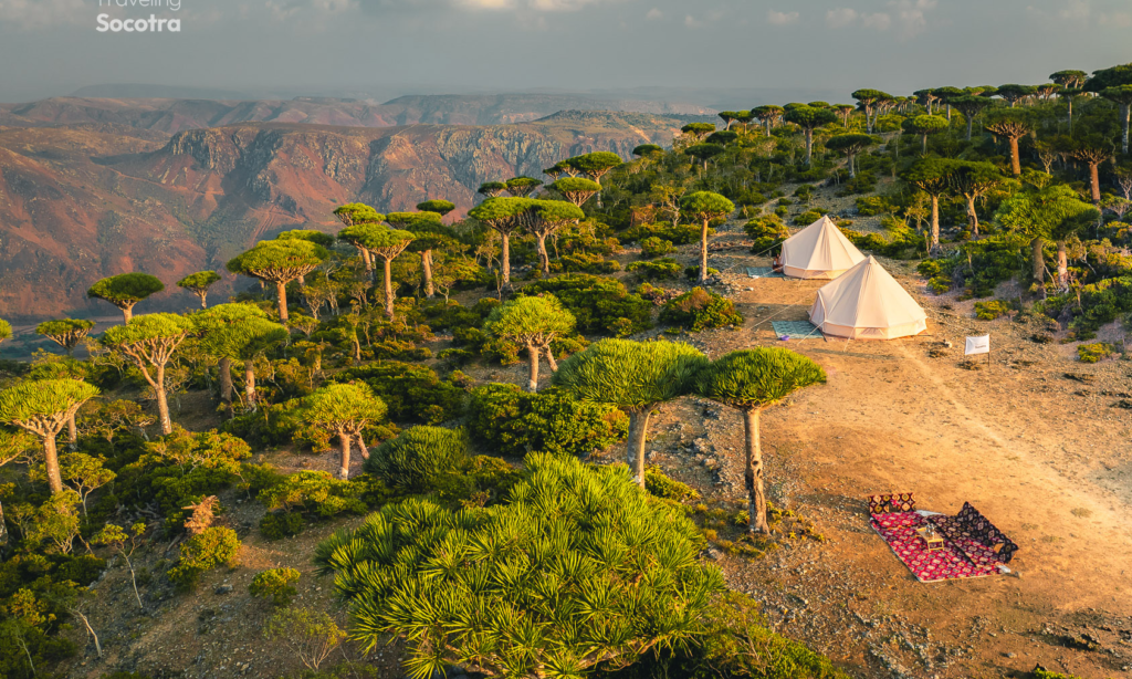 A premium private luxury glamping tent lit up at twilight beneath the unique umbrella-shaped canopies of the Dragon's Blood trees in Fermihin Forest on Socotra Island, Yemen, during a VIP safari with Lux Orient.