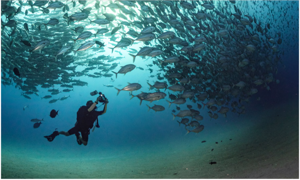 A scuba diver swimming closely alongside a wild green sea turtle over pristine hard corals in the clear turquoise waters of Dihamri Sanctuary on Socotra Island, Yemen, during an exclusive private luxury dive trip with Lux Orient.