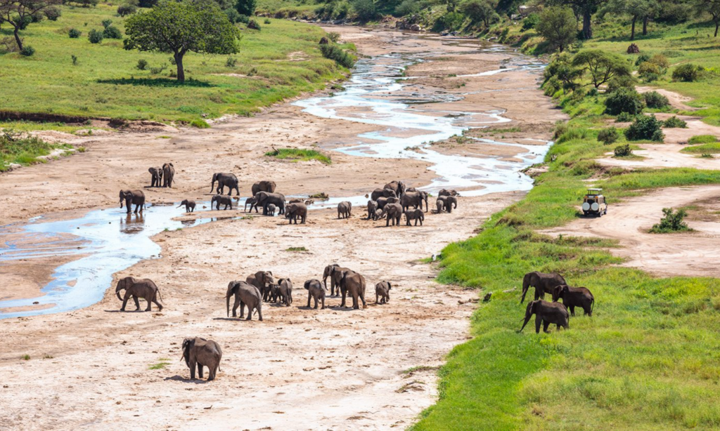 private-expedition-tarangire-river-tanzania-lux-orient