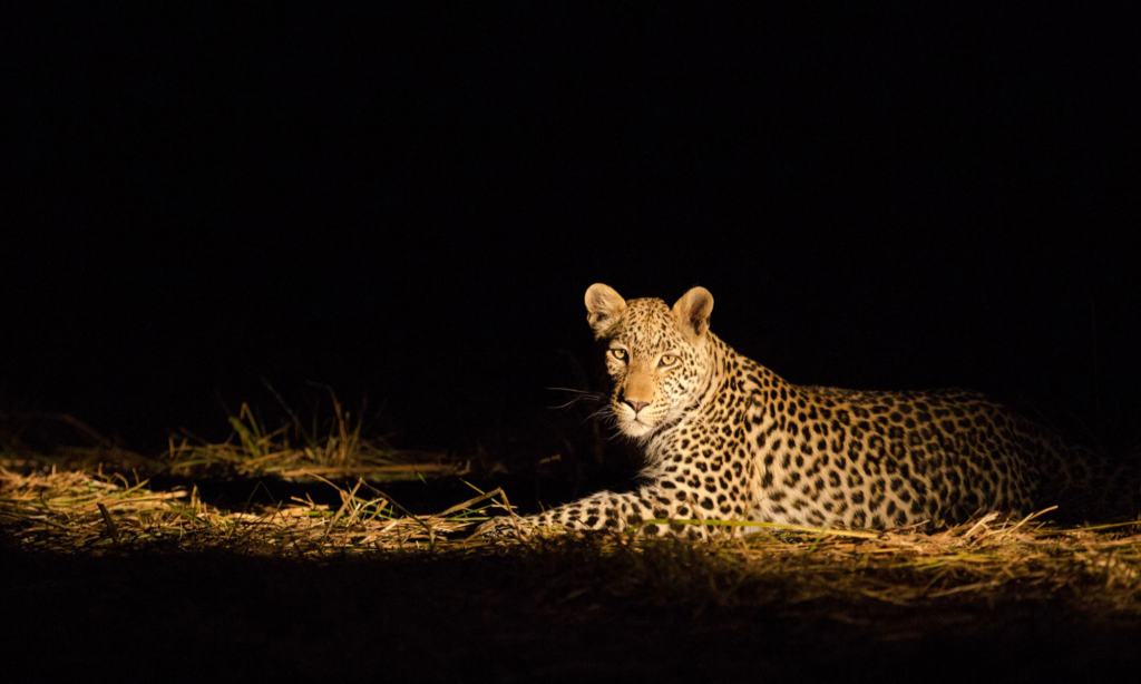private-night-game-main-drive-tanzania-lux-orient