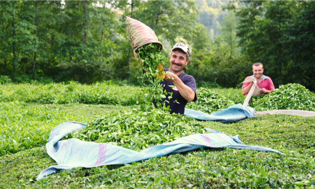 private-tea-plantation-visit-in-north-turkey-lux-orient
