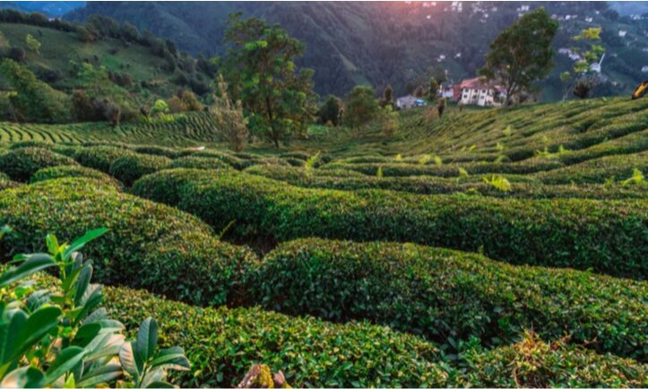 private-tour-uzungöl-tea-plantation-north-turkey-lux-orient