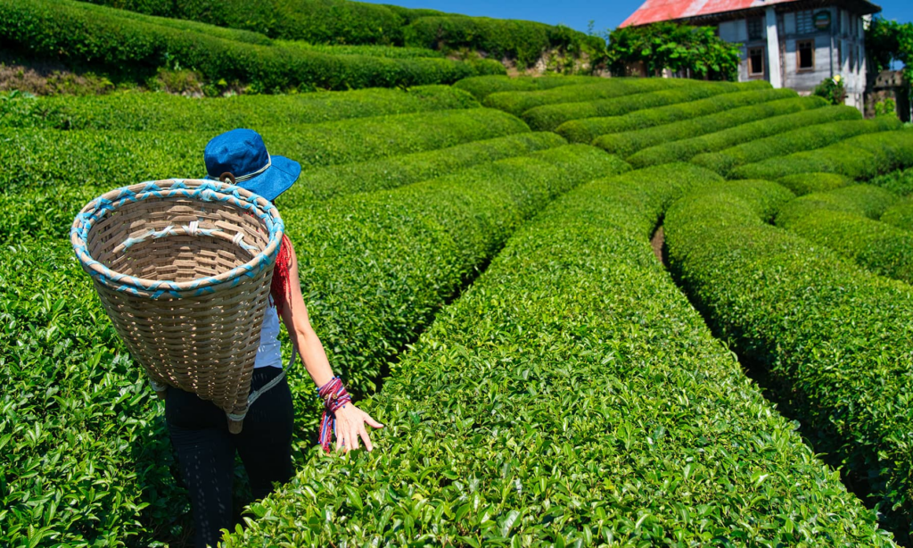 private-visit-to-ziraat-tea-garden-north-turkey-lux-orient