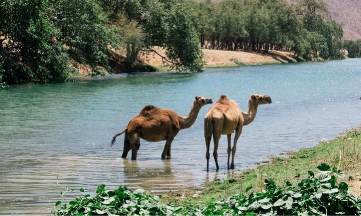private-wadi-darbat-mountain-safari-east-salalah-tour-full-day-salalah-oman-lux-orient
