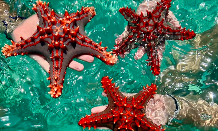 sea-creature-zanzibar-beach-tanzania