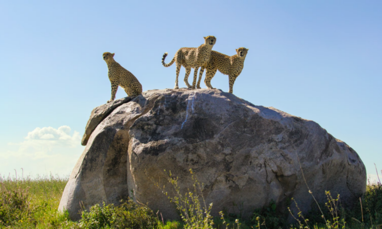 serengeti-cheetah-tanzania-lux-orient