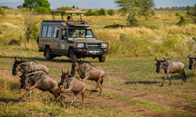 serengeti-private-game-drive-river-crossing-migration-tanzania-lux-orient