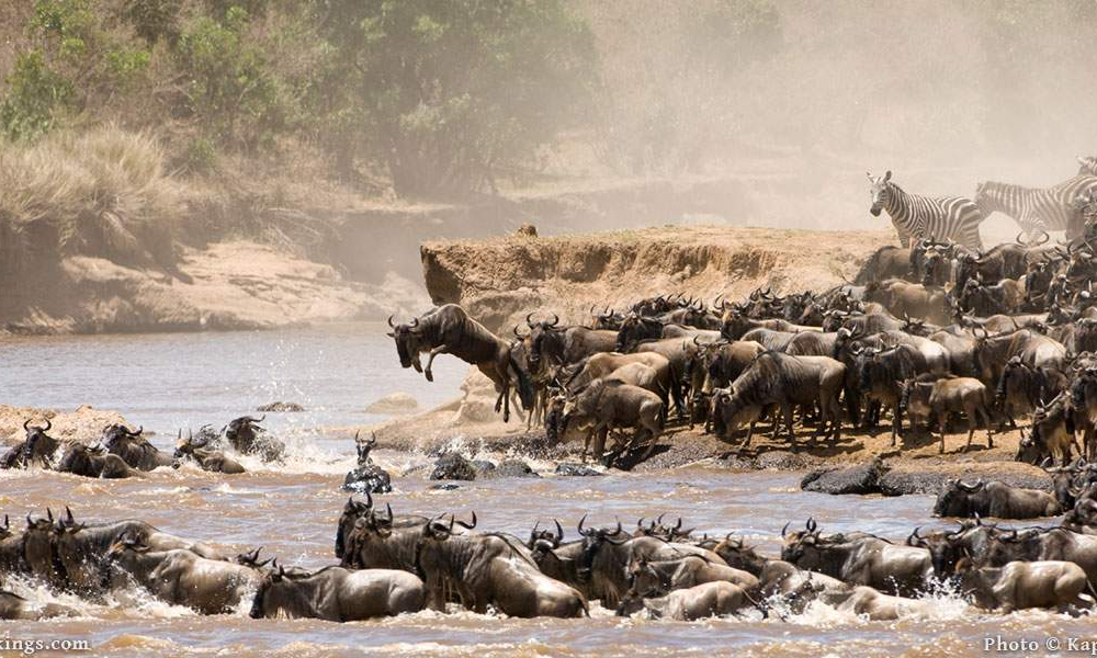 serengeti-wildebeest-river-crossing-tanzania-lux-orient