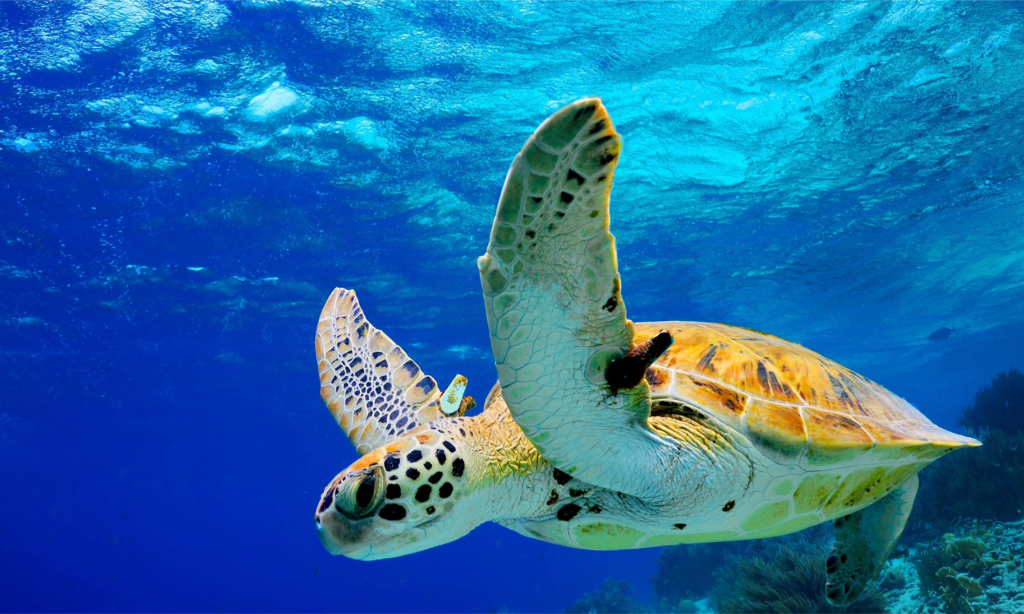 A majestic sea turtle swimming gracefully through clear blue water inside the large outdoor coral reef lagoon tank at Kélonia in Saint-Leu, La Réunion, during an exclusive private luxury tour with Lux Orient.