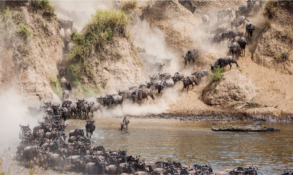 wildebeest-migration-river-crossing-tanzania-lux-orient