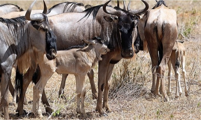 wildebeest-tarangire-tanzania-lux-orient